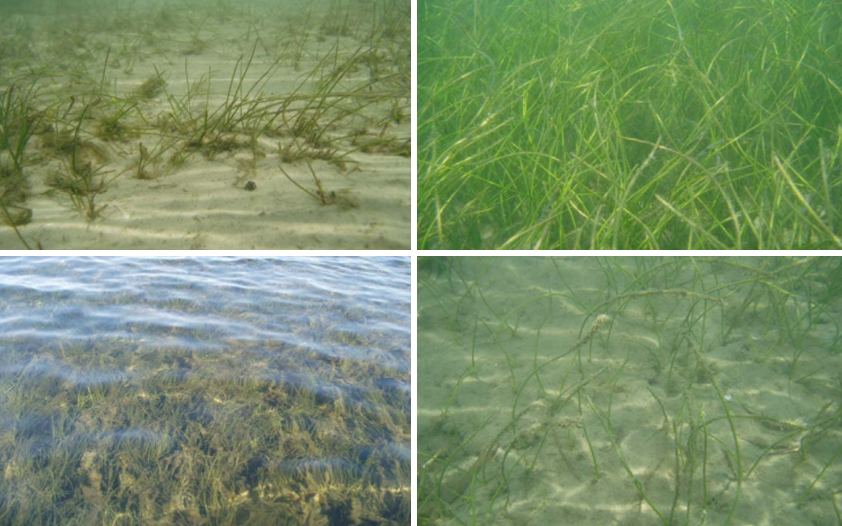 Samples of Indian River Lagoon seagrasses